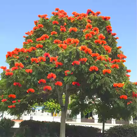 African Tulip Tree