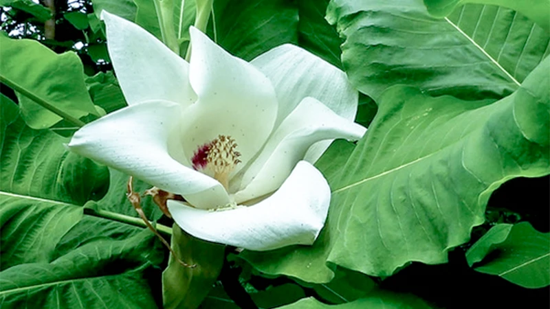 Bigleaf Magnolia flower