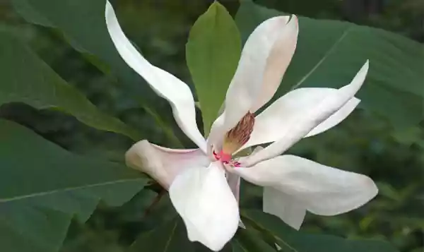 Bigleaf Magnolia image