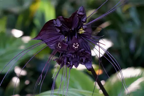 Black Bat Flower