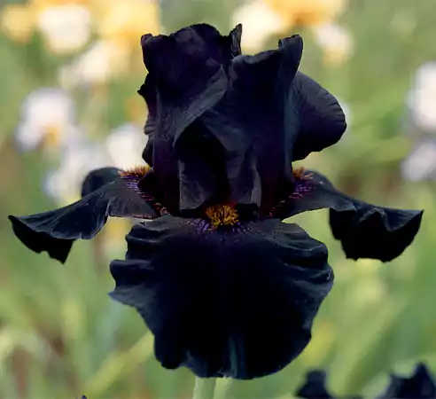 Black Bearded Iris