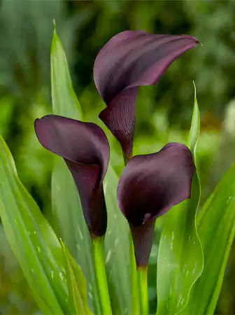 Black Calla Lily