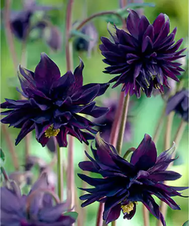 Black Columbine