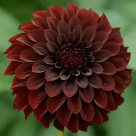 Black Dahlia