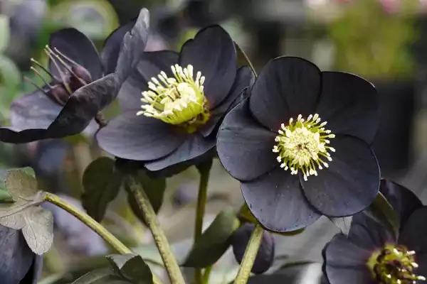 Black Hellebore