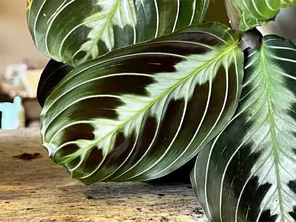 Black Maranta