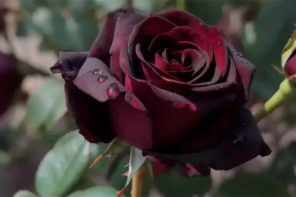 Black Rose