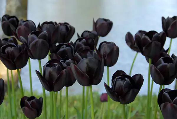 Black Tulips