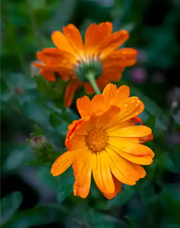 Calendula