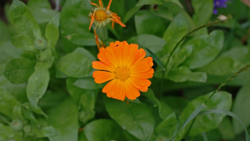 Calendulass
