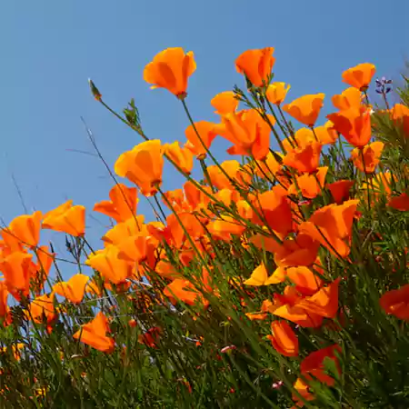 California Poppy