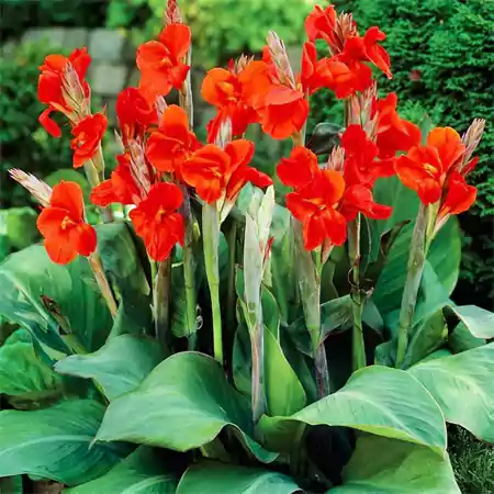 Canna Lily