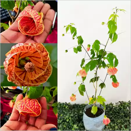 Chinese Lantern Plant