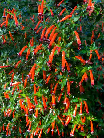 Cigar Plant