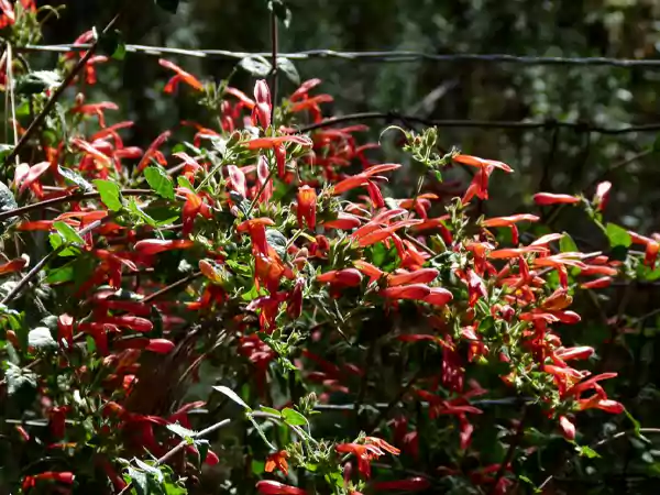 Climbing Penstemon