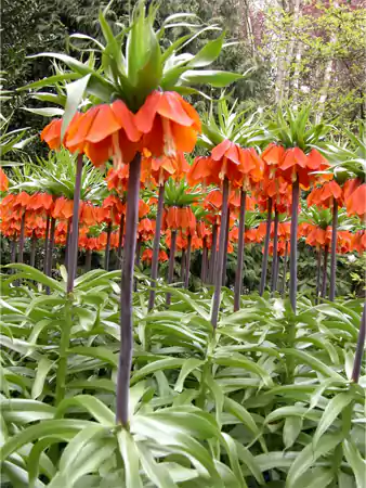 Crown Imperial