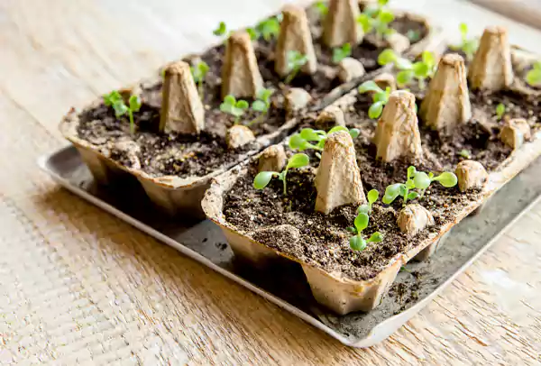 Egg Trays Planters