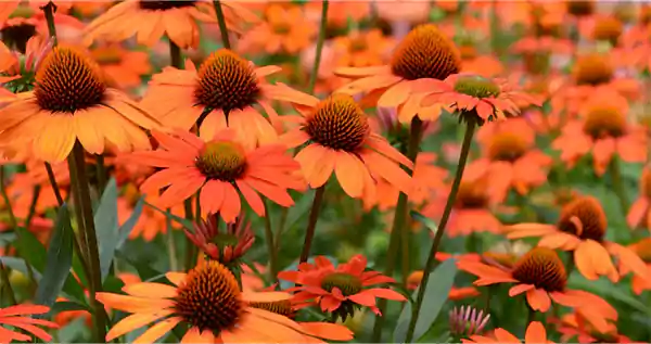 Firebird Coneflower