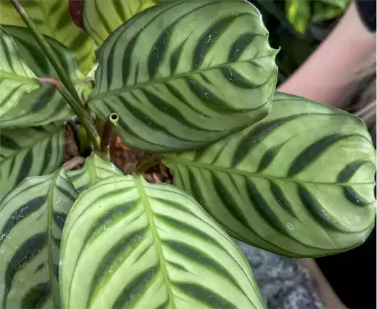 Fishbone Prayer Plant