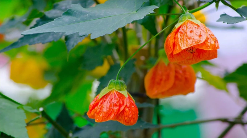 Flowering Mapleee