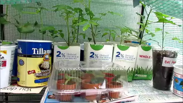 Food Packaging Containers Planters