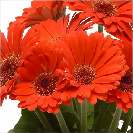 Gerbera Daisy