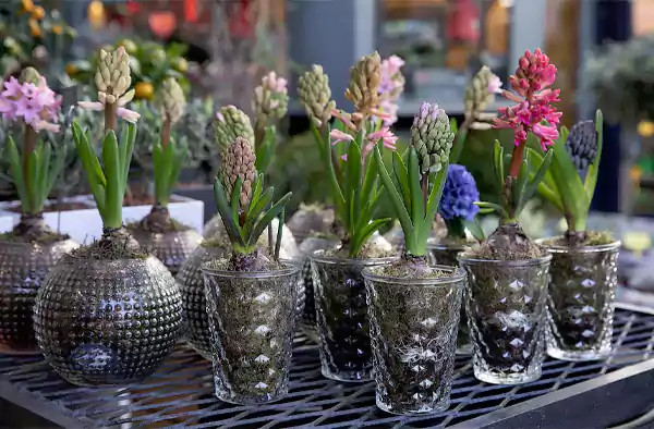 Glass Planters