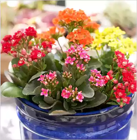 Kalanchoe