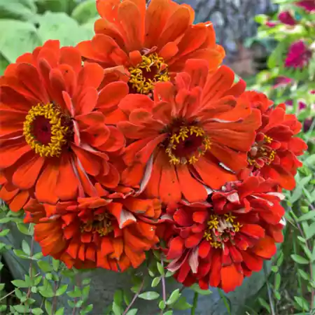 King Zinnia