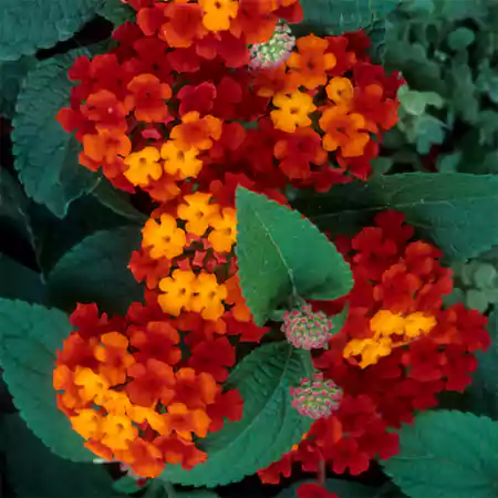 Lantana