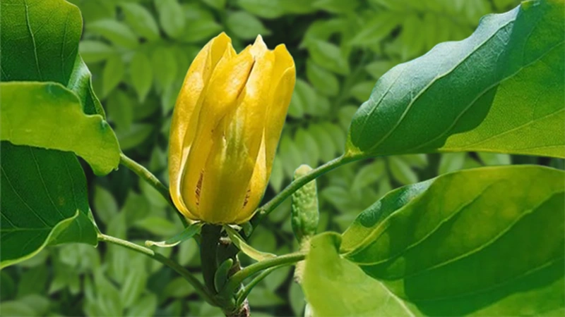 Magnolia Acuminata flower