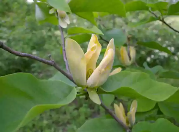 Magnolia acuminata flower