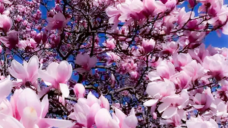 Magnolia flower