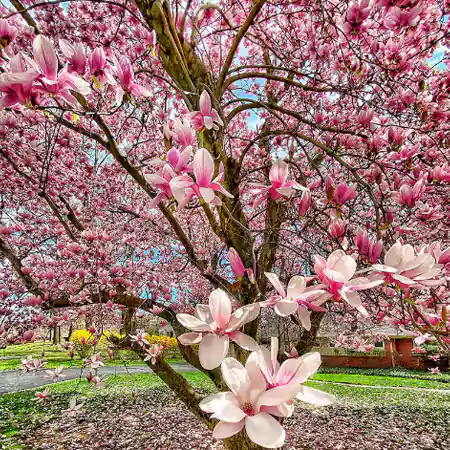 Magnolia flowerss