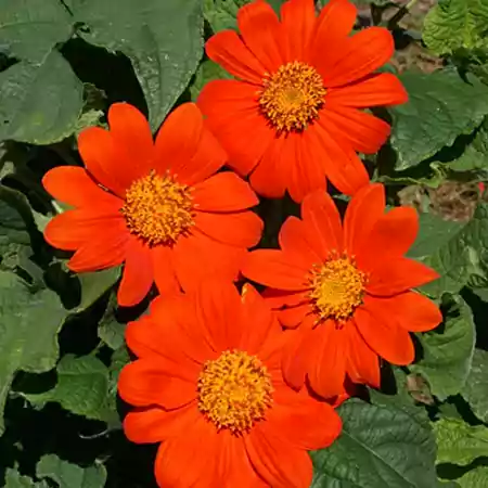 Mexican Sunflower