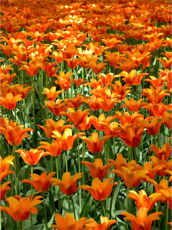 Orange Ballerine Tulip