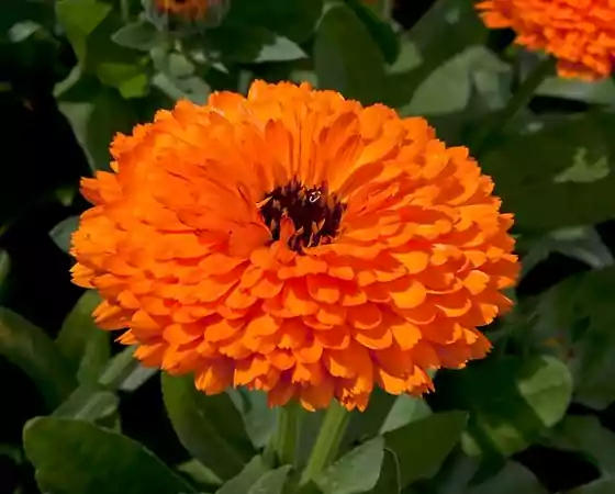 Orange Calendula