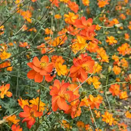 Orange Cosmos