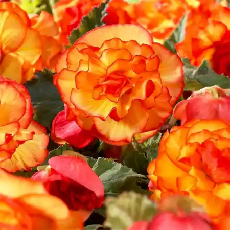 Orange Glow Begonia