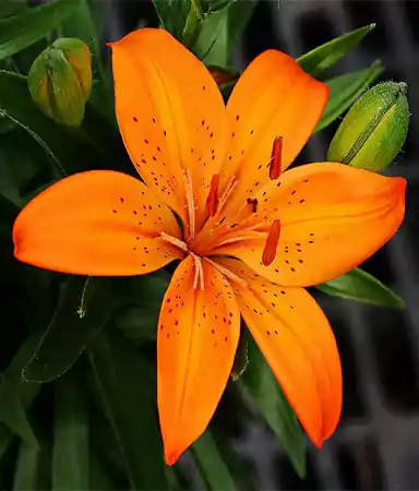 Orange Lily