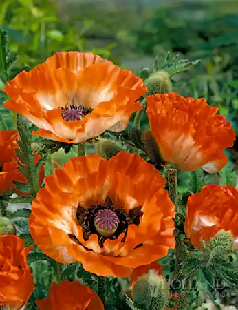 Oriental Poppy