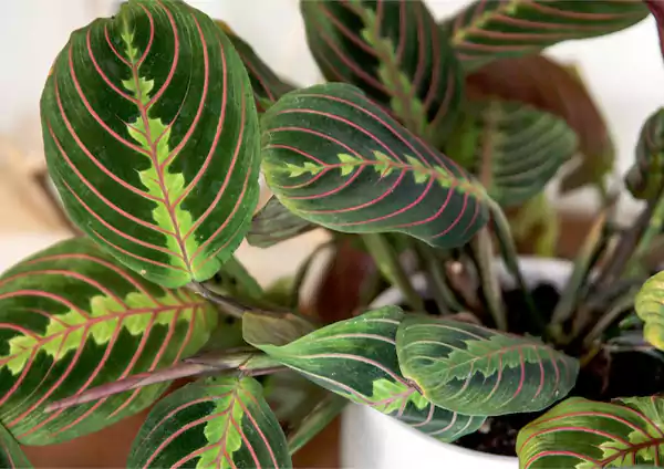 Pink Prayer Plant