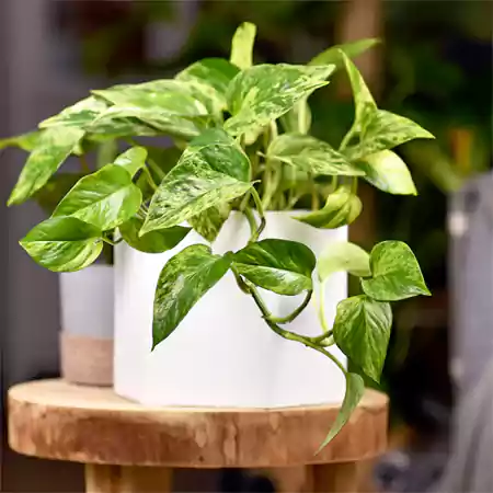 Pothos plant