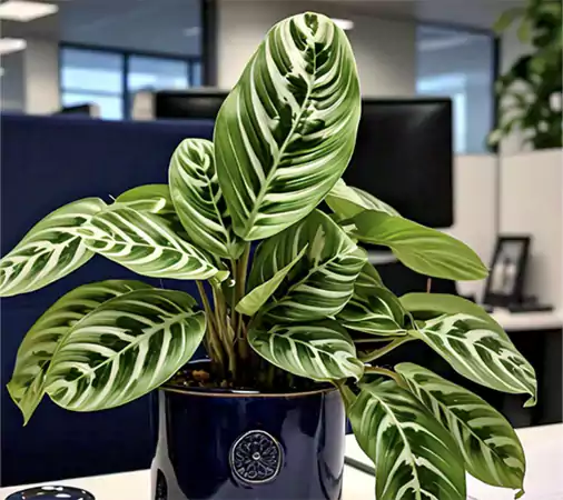 Prayer Plant Maranta