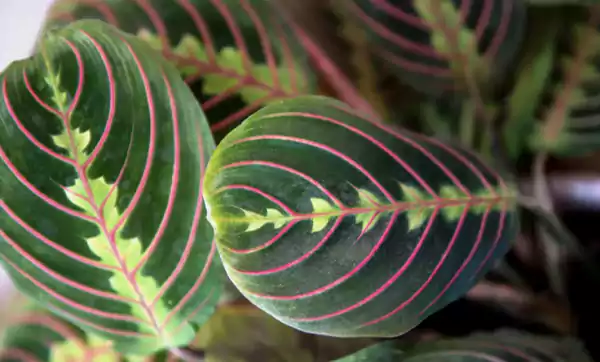 Red Tri Colored Maranta