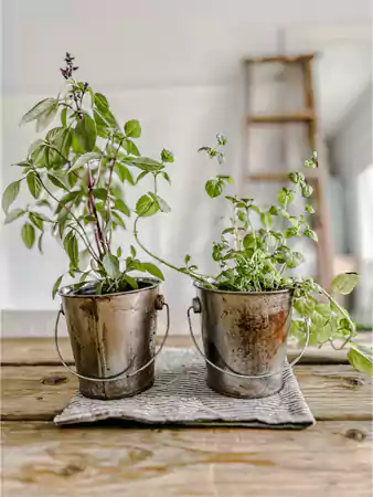 Rusted Cooking Pots Planters