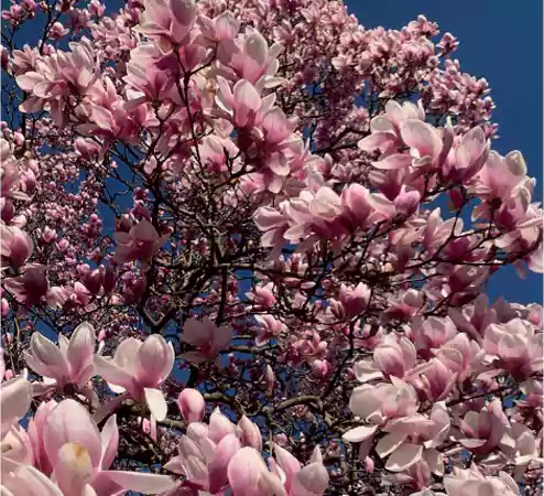 Saucer Magnolia flower