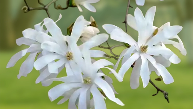 Star Magnolia flower