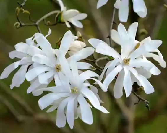 Star Magnolia image