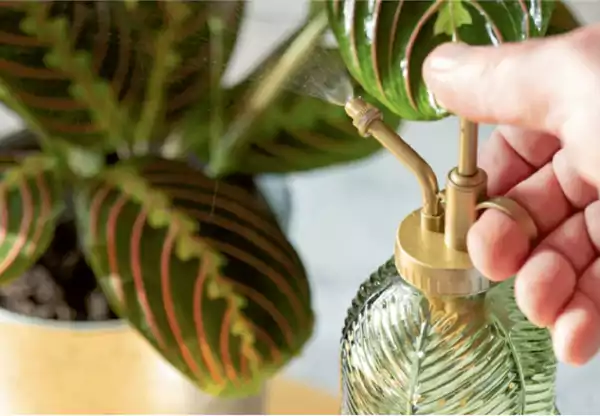 Stock image of misting plants